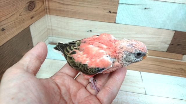 アキクサインコ（秋草インコ）