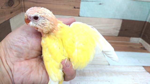 アキクサインコ（秋草インコ）