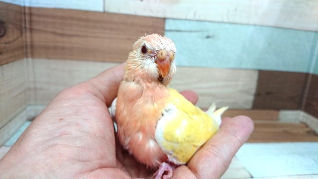 アキクサインコ（秋草インコ）