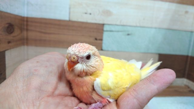 アキクサインコ（秋草インコ）