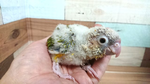 ホオミドリウロコインコ