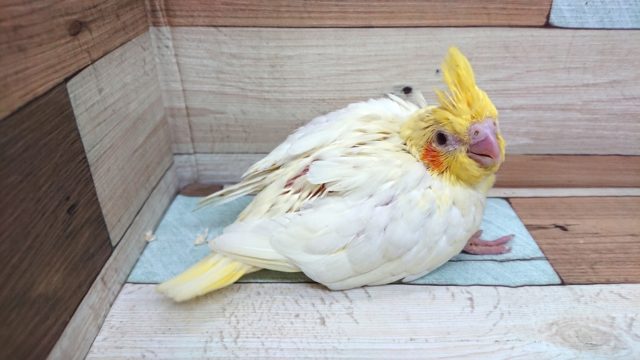オカメインコ