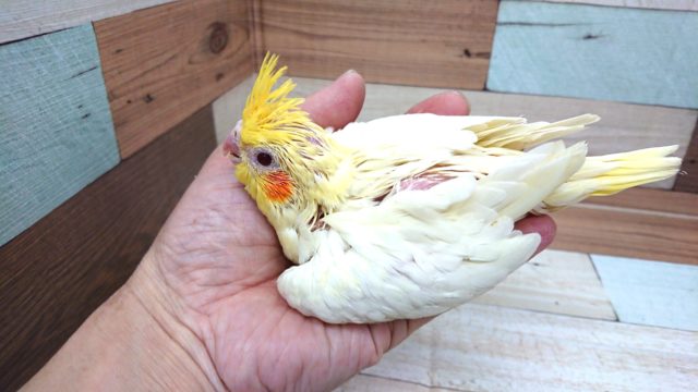 オカメインコ