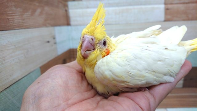 オカメインコ