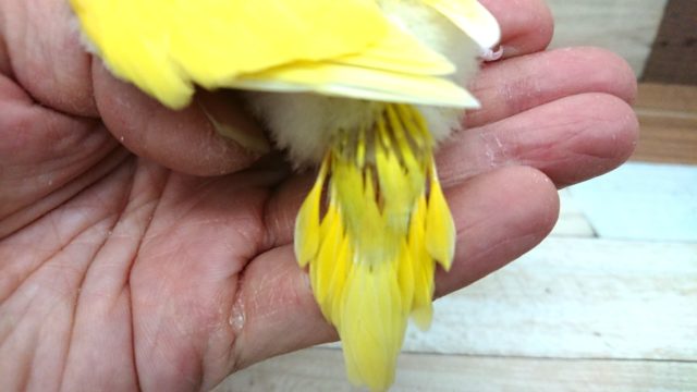 セキセイインコ