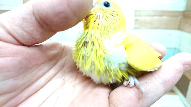 セキセイインコ