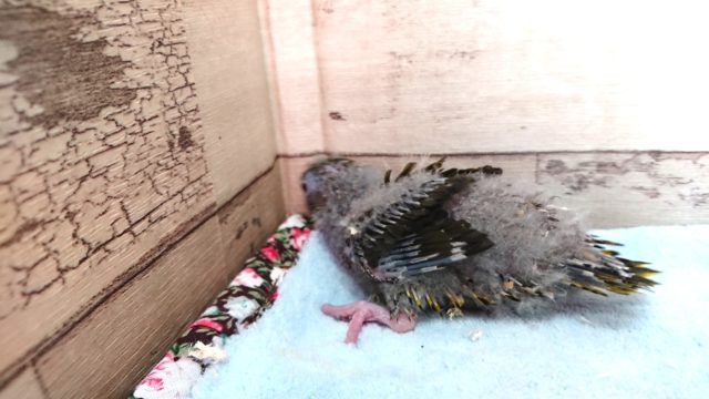 サザナミインコ