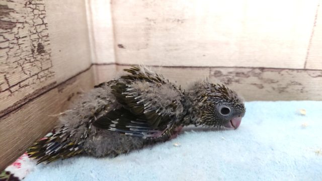 サザナミインコ