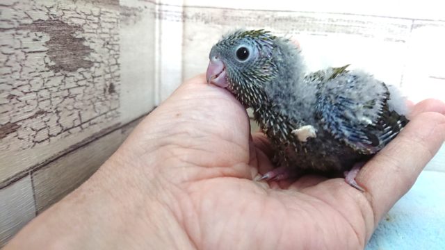 サザナミインコ