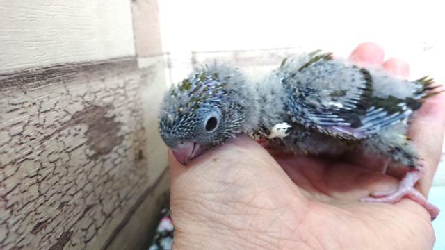 ん~~久々! サザナミインコ、オリーブになります~~ サザナミインコ