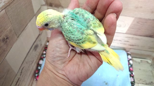 セキセイインコ