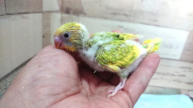 セキセイインコ