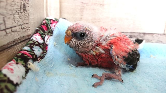 アキクサインコ（秋草インコ）