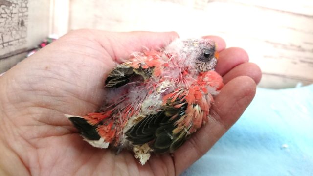 アキクサインコ（秋草インコ）