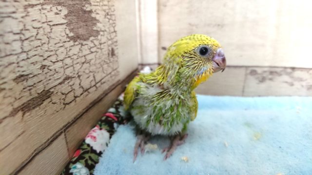セキセイインコ