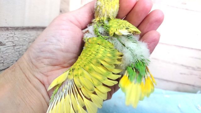 セキセイインコ