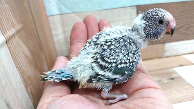 ジャンボセキセイインコ