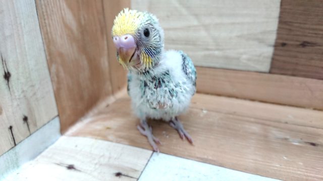 お迎え待ってます~セキセイインコ パステルレインボー~~ セキセイインコ