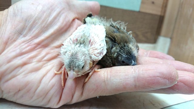 錦花鳥（キンカチョウ）