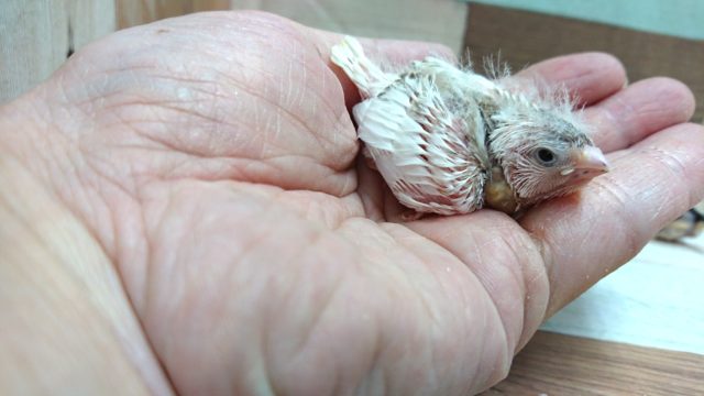 錦花鳥（キンカチョウ）