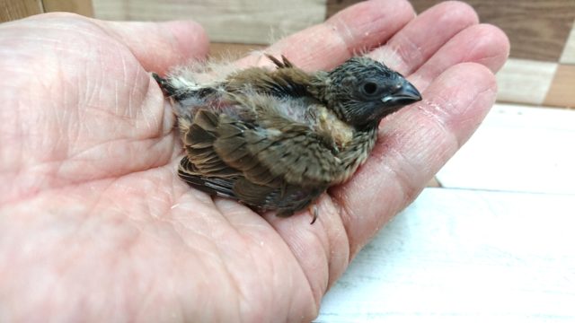 錦花鳥（キンカチョウ）