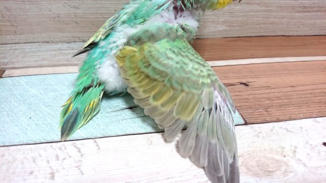 セキセイインコ
