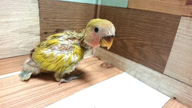 コザクラインコ（小桜インコ）