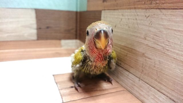 コザクラインコ（小桜インコ）