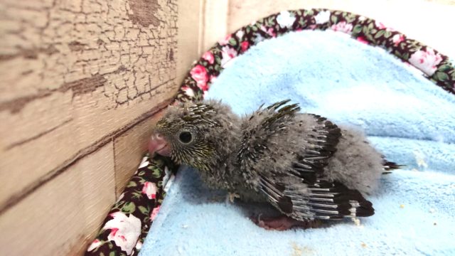 サザナミインコ