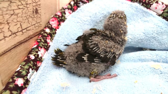 サザナミインコ