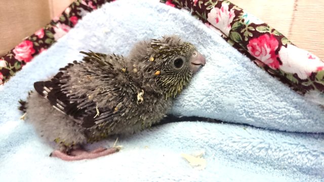 サザナミインコ