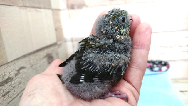 サザナミインコ