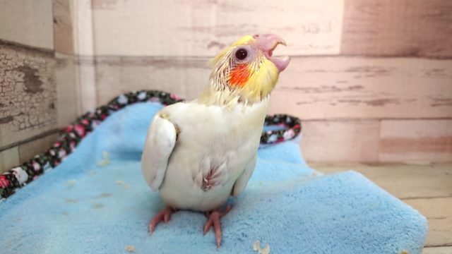 オカメインコ