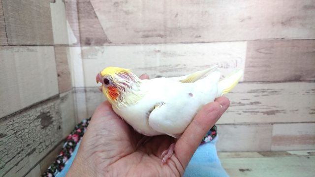 オカメインコ