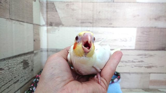オカメインコ