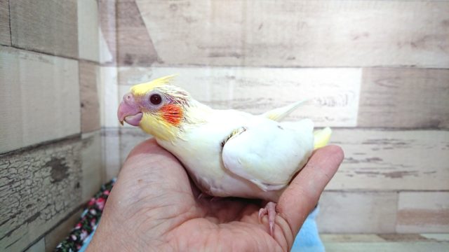 オカメインコ