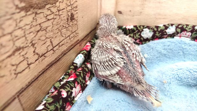 ジャンボセキセイインコ