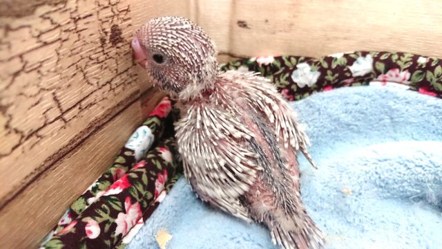 ジャンボセキセイインコ