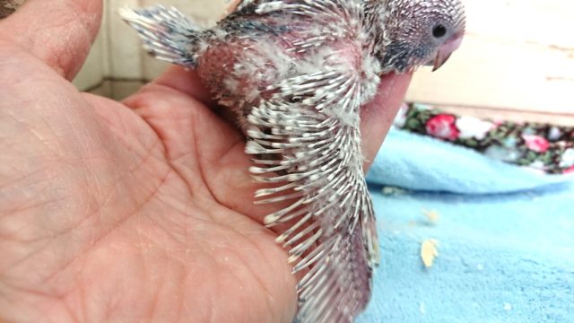 ジャンボセキセイインコ