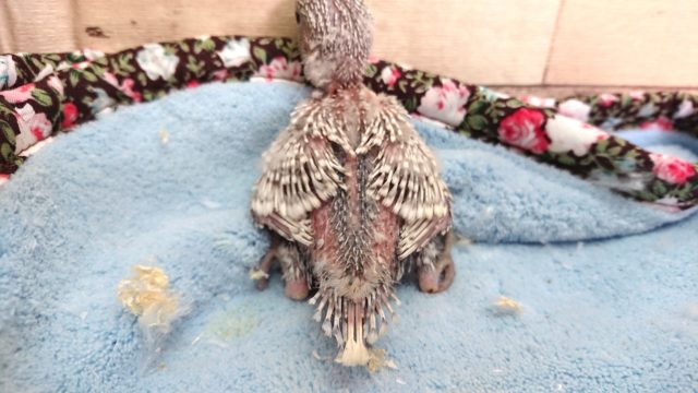 ジャンボセキセイインコ