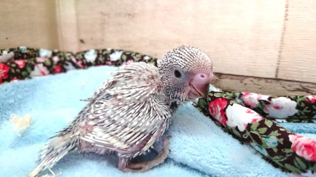ジャンボセキセイインコ