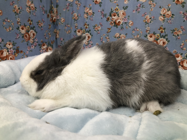 ネザーランドドワーフ