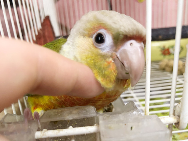 アカオウロコインコ