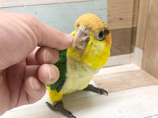 シロハラインコ