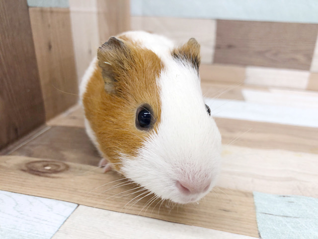 イングリッシュモルモット