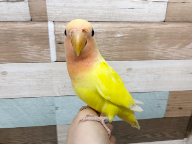 コザクラインコ（小桜インコ）