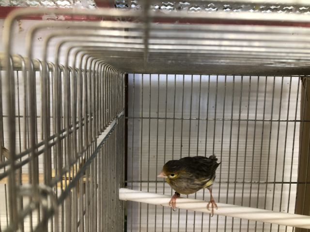 モザイクカナリア