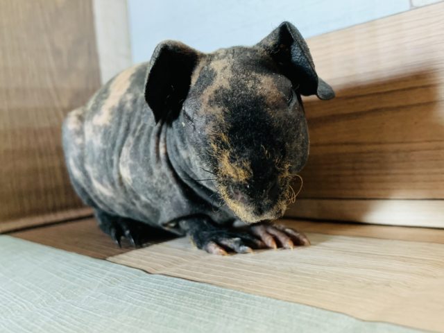 スキニーギニアピッグ