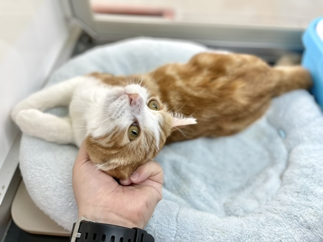 スコティッシュフォールド