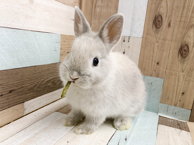 ネザーランドドワーフ